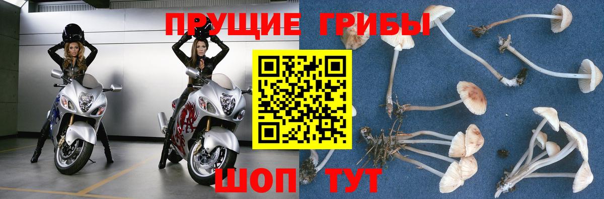 Галлюциногенные грибы GOLDEN TEACHER Нефтекумск
